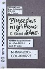 Etiketten zu Propsephus granulipennis (NHMW-ZOO-COL-0010227)